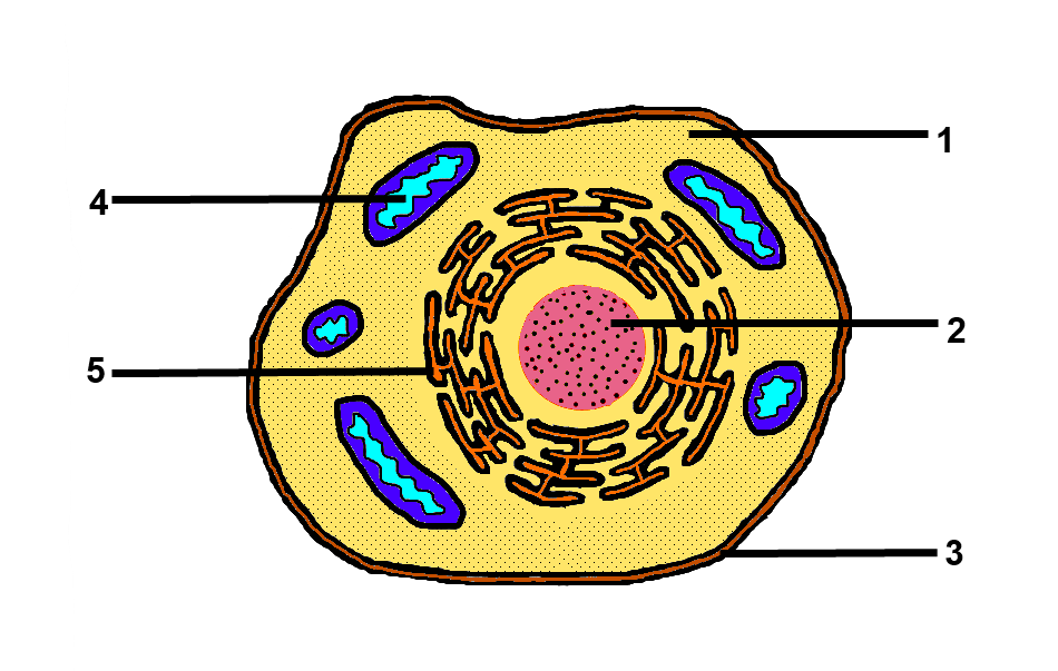 Na obrázku je znázorněna stavba živočišné buňky. Žlutou barvou a číslem jedna je označena cytoplazma. Číslo dva označuje jádro. Číslem tři je označena plazmatycká membrána. Číslo čtyři označuje mitochondrije. Číslem pět je označena soustava měchýřků, kanálků a váčků. 